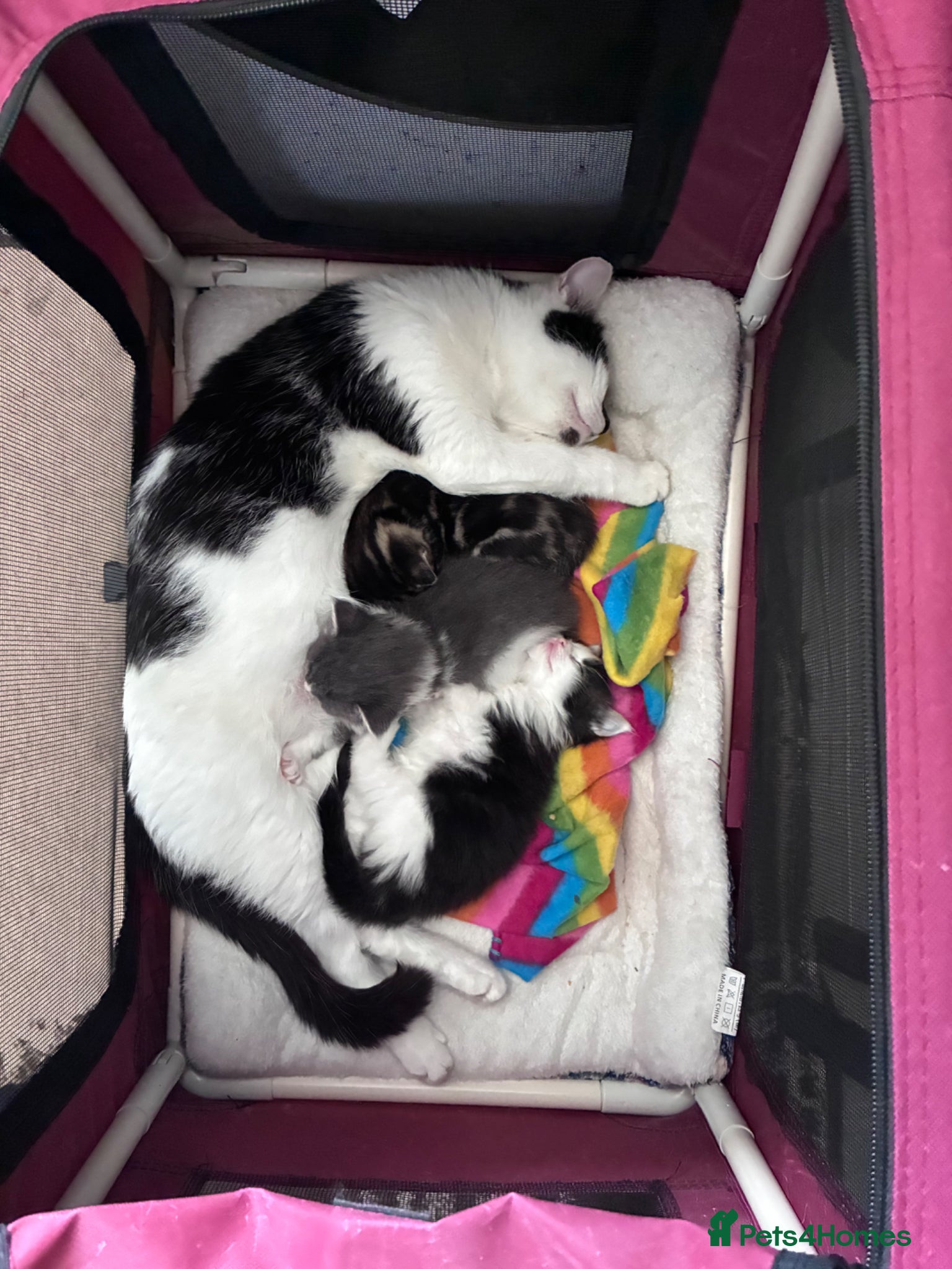 Mixed Breed cats Two kittens avaliable  - Advert 1