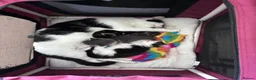 Mixed Breed cats for sale: Two kittens avaliable  - Advert 1