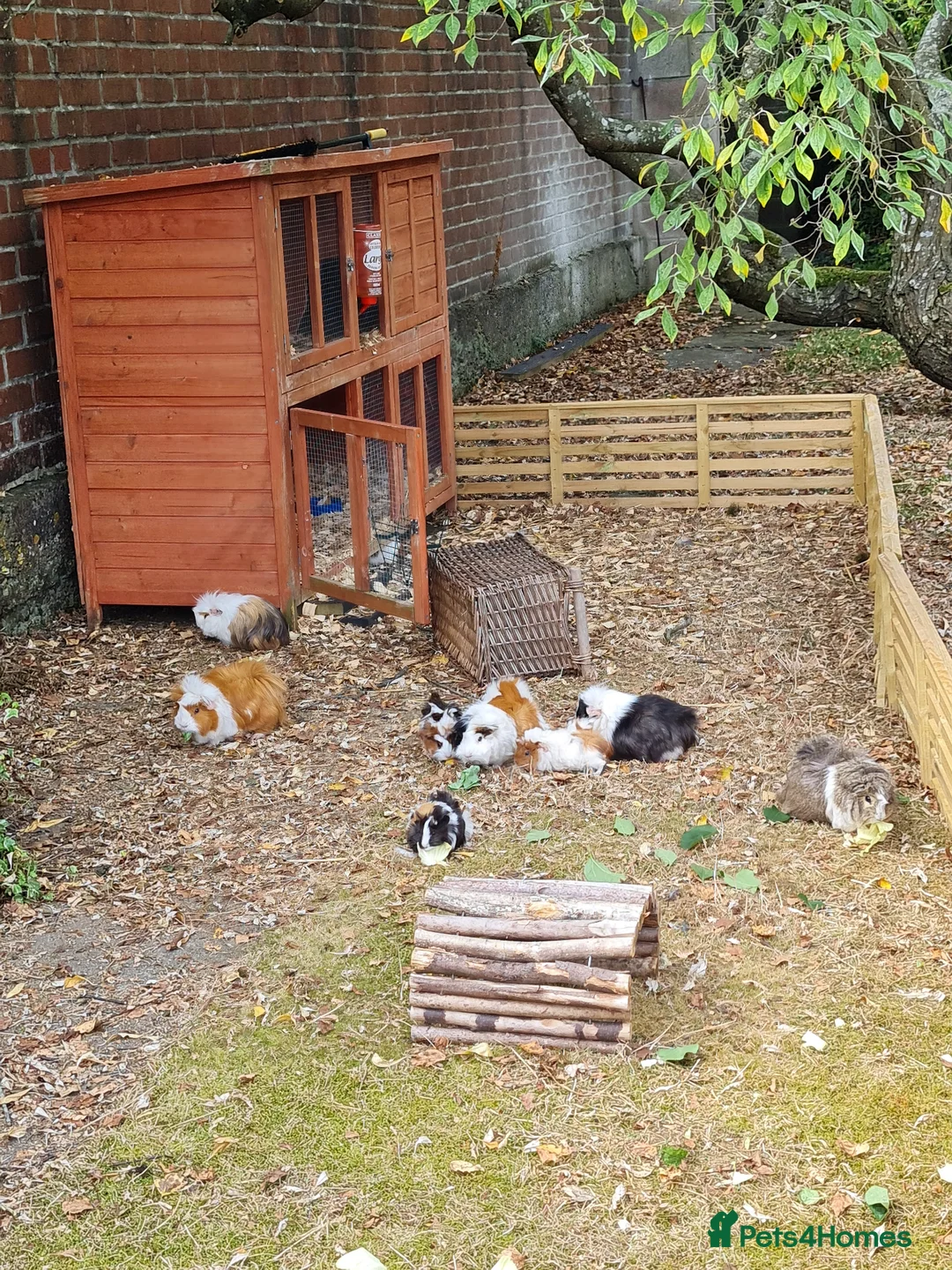 Guinea Pig rodents for sale: Herd of guinea pigs for sale - Advert 11
