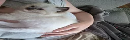 Ragdoll cats for sale: Ragdoll Kittens 😸 ♥️ - Advert 6