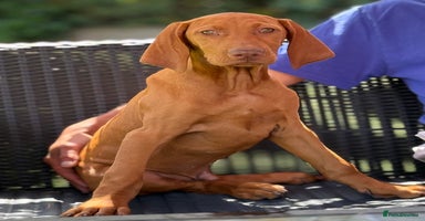 Hungarian Vizsla dogs - Advert 1
