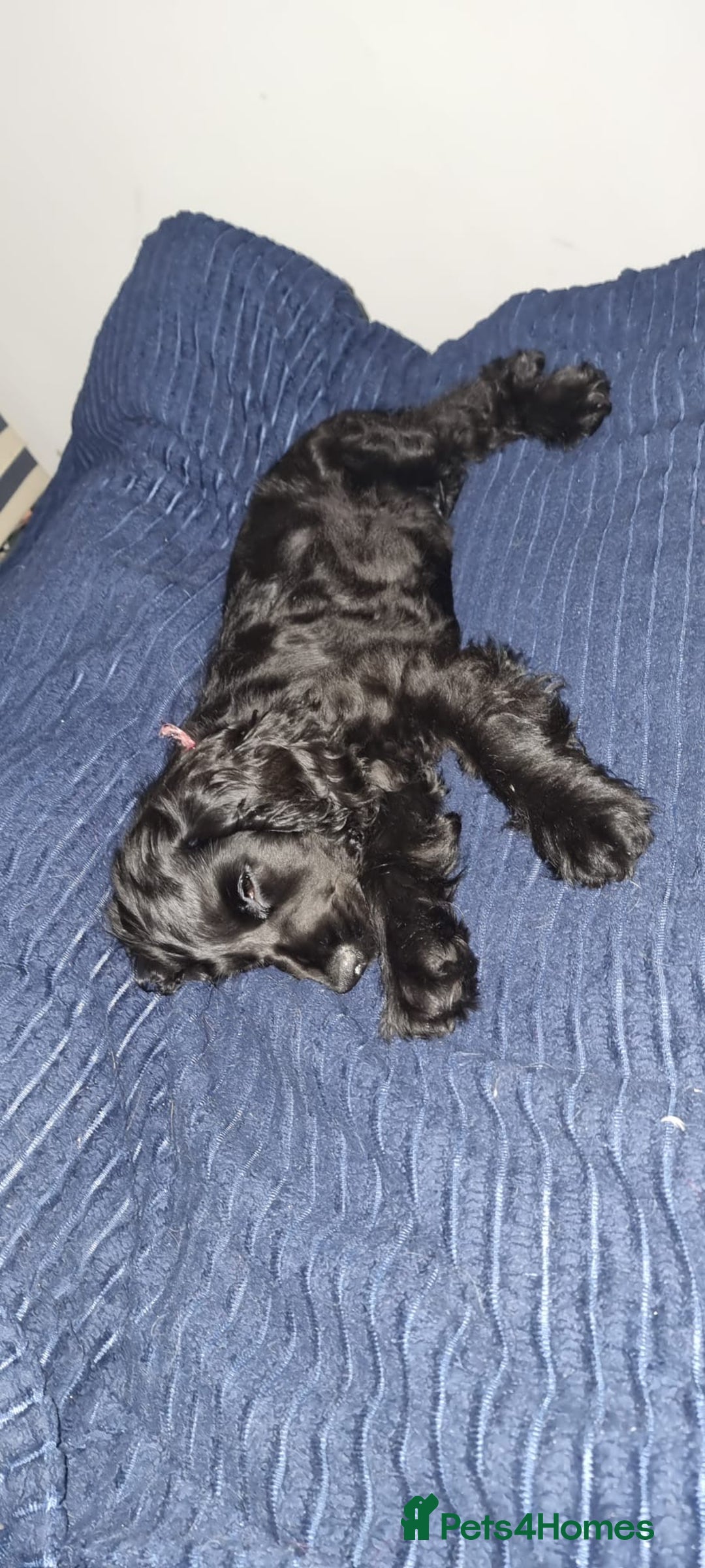 Cocker Spaniel dogs for sale: Beautiful Black Cocker Spaniel. - Advert 3