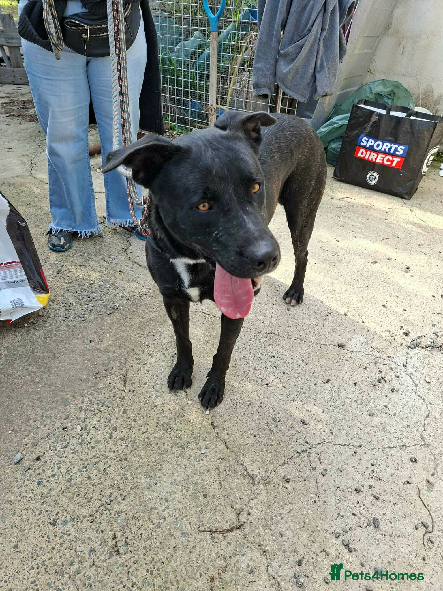 Mixed Breed dogs for adoption: Kofi foster or adopt please - Advert 9