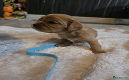 Cavalier King Charles Spaniel dogs for sale: Cavalier king charles pups - Image 8