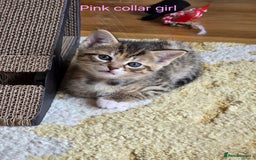 Domestic Shorthair cats for sale: Domestic shorthair kittens - taking reservations   - Image 4