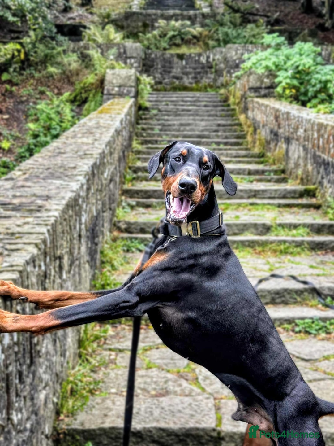 Dobermann dogs for stud: 🖤 STUD AVAILABLE – “Dark Oath” (Kohl) 🖤 - Image 3