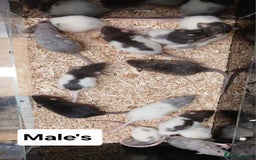 Rat rodents for sale: Baby Dumbo Rats , Furred , Rex , Naked  - Image 10