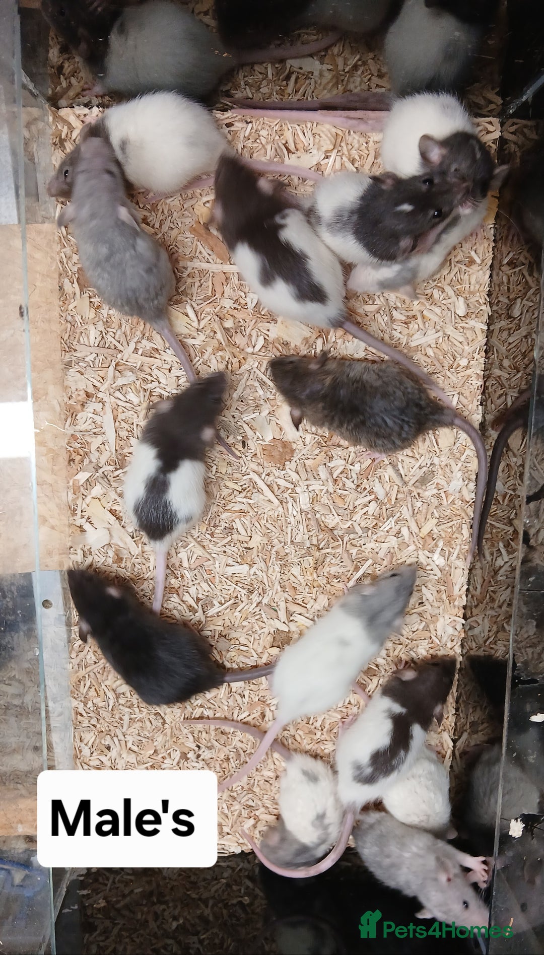 Rat rodents for sale: Baby Dumbo Rats , Furred , Rex , Naked  - Image 10