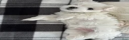 Maltese dogs for sale: KC Reg. Korean Maltese Pups Champion Bloodlines  in Macclesfield - Advert 10