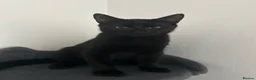 Domestic Shorthair cats for sale: Kitten  in Edenbridge - Advert 2