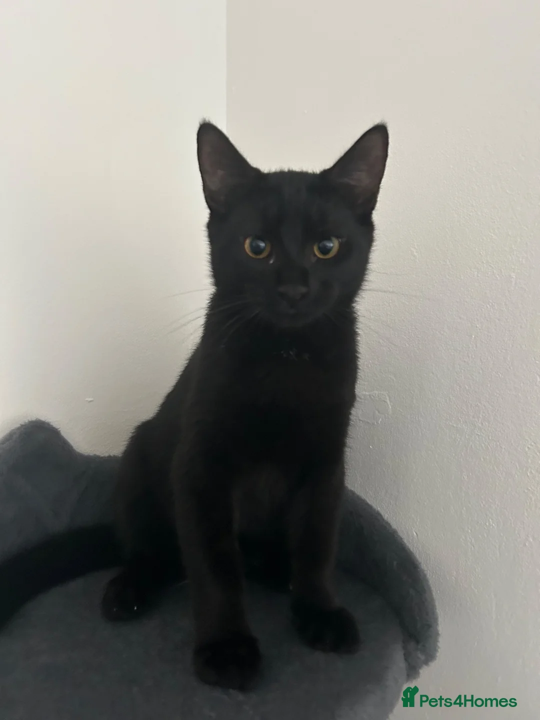 Domestic Shorthair cats for sale: Kitten  in Edenbridge - Advert 2