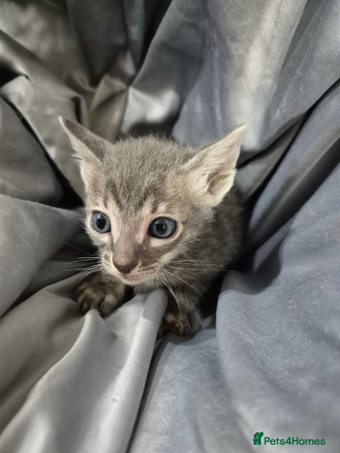 Serengeti cats for sale: Seringetti kittens (Bengal/oriental) - Advert 7