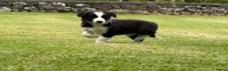 Border Collie dogs for sale: Border collie puppies  - Advert 10