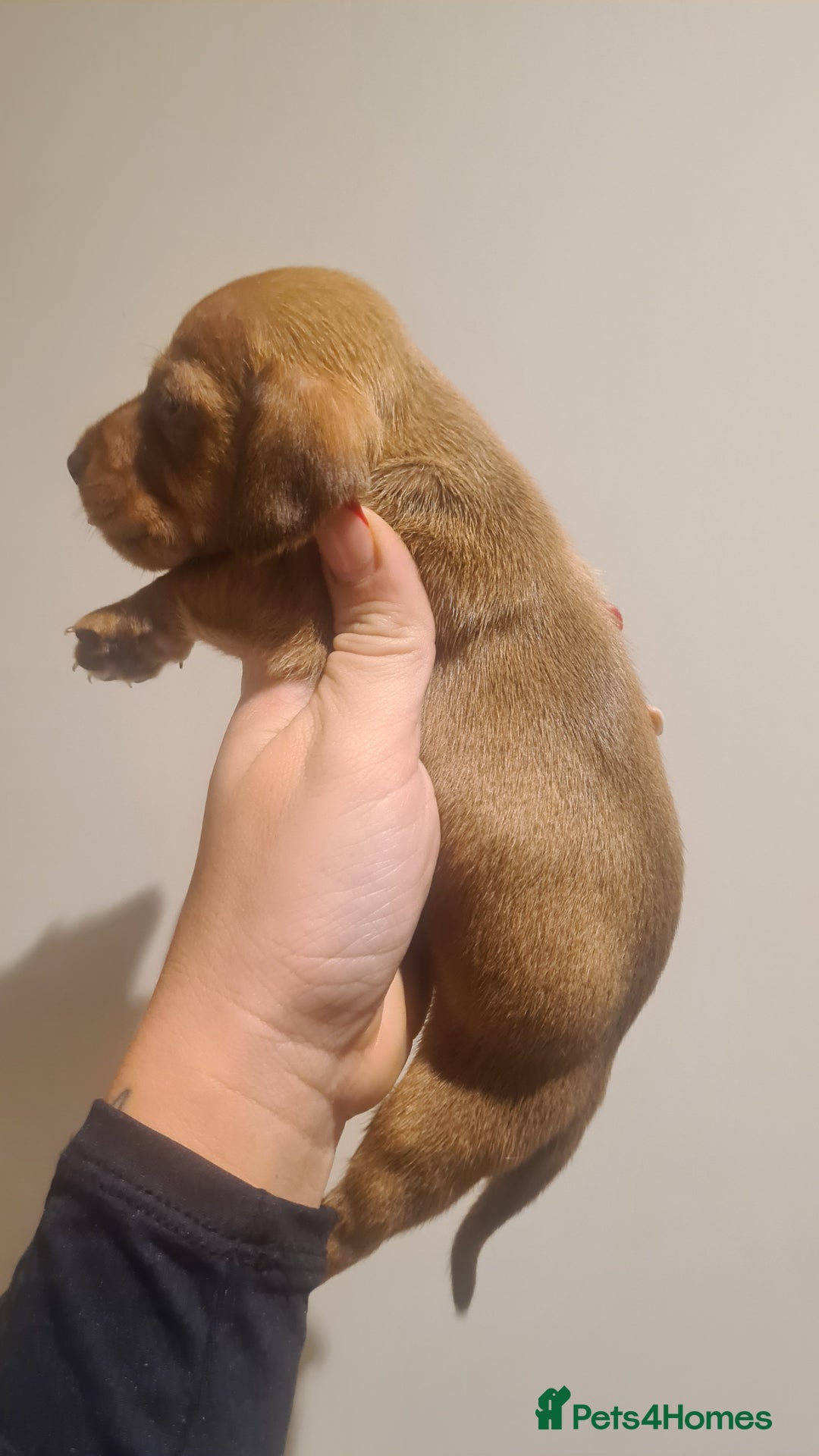 Miniature Dachshund dogs for sale: Beautiful bundle of boy mini daxies  - Advert 10