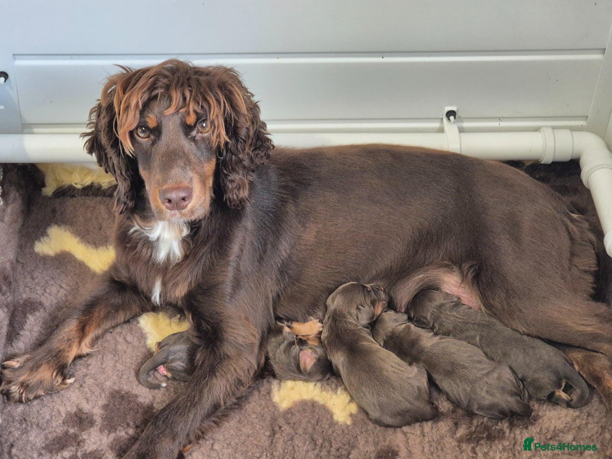 Cocker Spaniel dogs Champion bloodline cocker spaniels  - Advert 2