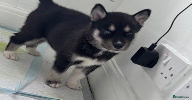 Siberian Husky dogs - Advert 7