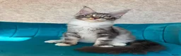 Maine Coon cats for sale: TICA Pedigree Registered Maine Coon Kittens - Advert 4