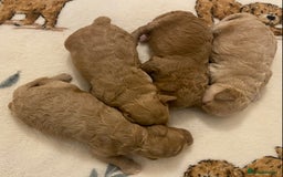 Cavapoo dogs for sale: Gorgeous Teddybear Cavapoo Puppies health checked  - Advert 38