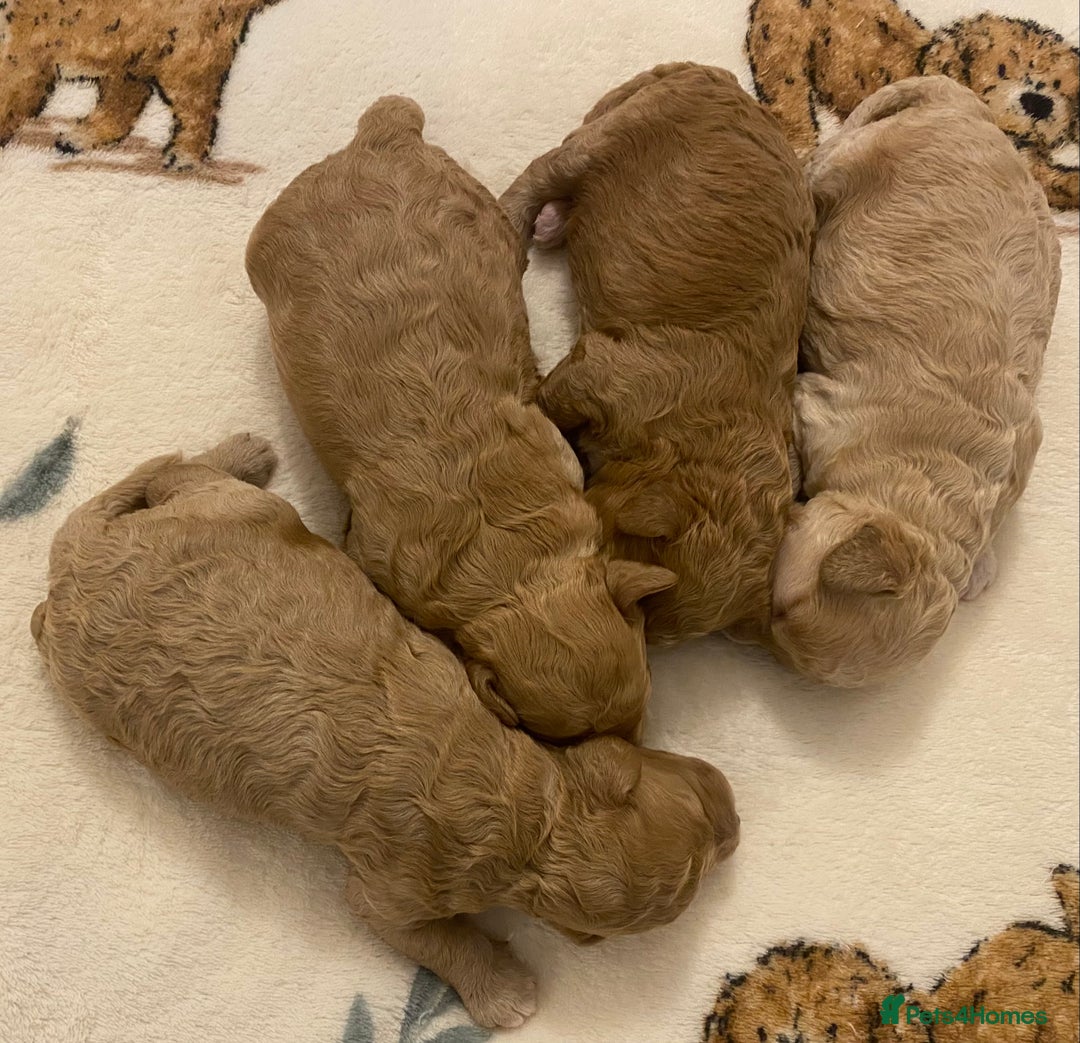 Cavapoo dogs for sale: Gorgeous Teddybear Cavapoo Puppies health checked  - Advert 38