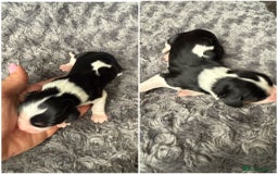 Cavalier King Charles Spaniel dogs for sale: Cavalier King Childs Sapaniel - Image 9
