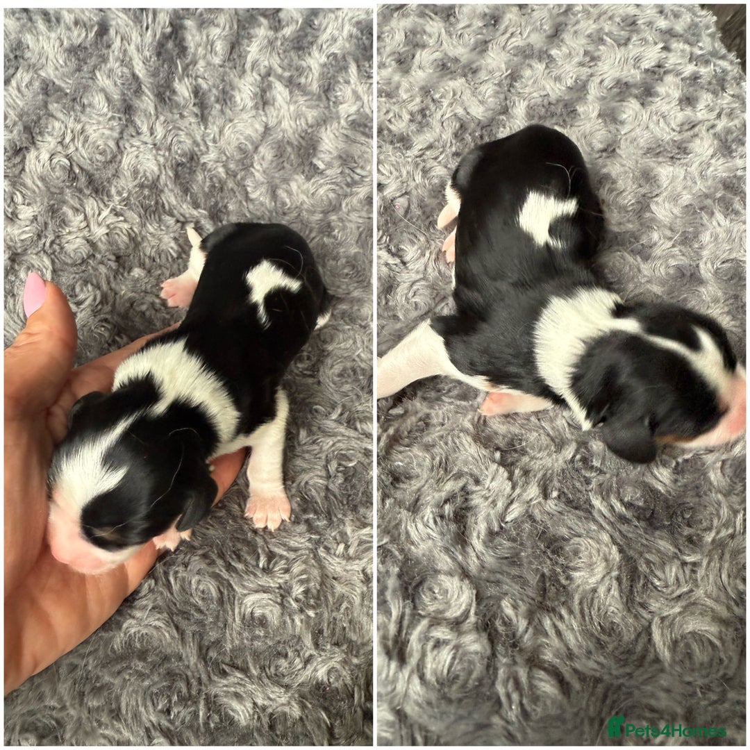 Cavalier King Charles Spaniel dogs for sale: Cavalier King Childs Sapaniel - Image 9