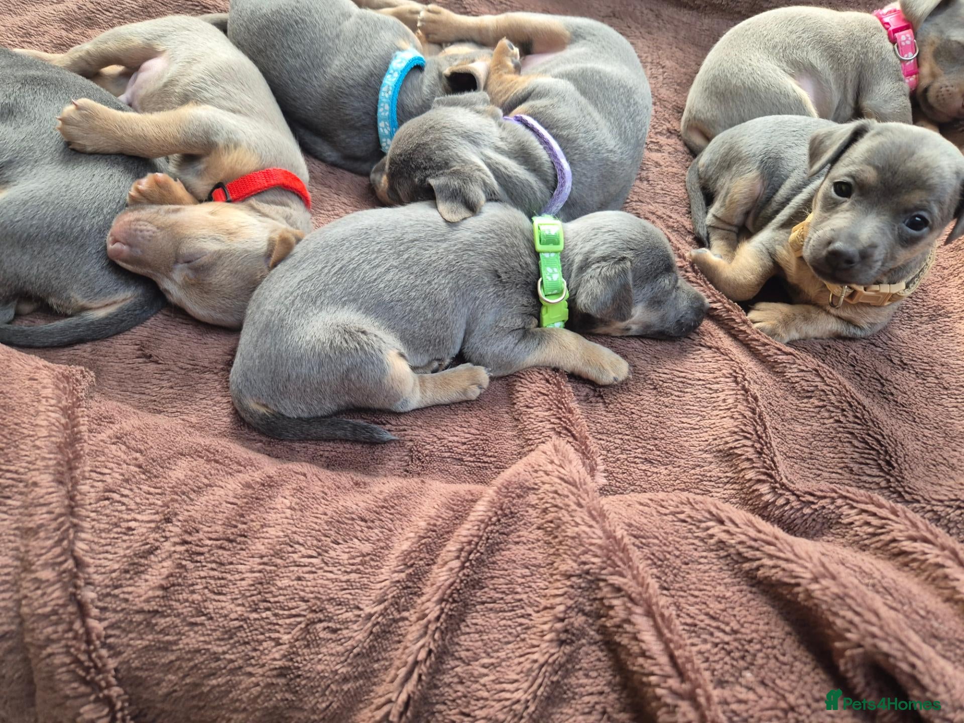 Jack Russell dogs Lilac & blue miniature much wenlock puppies  - Advert 2