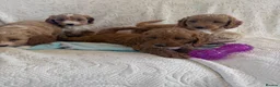 Cockapoo dogs for sale: Toy cockapoo - Advert 9