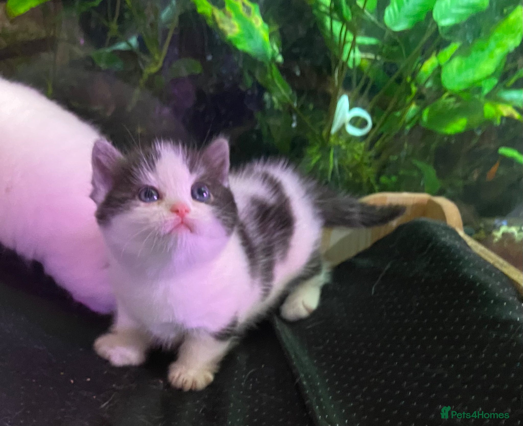 Munchkin cats 8 weeks oldFull Pedigree Munchkin kittens  - Advert 2