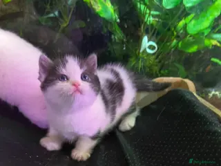 Munchkin cats 8 weeks oldFull Pedigree Munchkin kittens - Advert 2