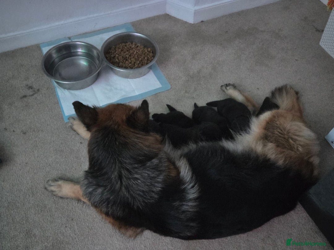 Mixed Breed dogs for sale: 🌟German Shepherd x Labrador Retriever Puppies 🌟 - Advert 17