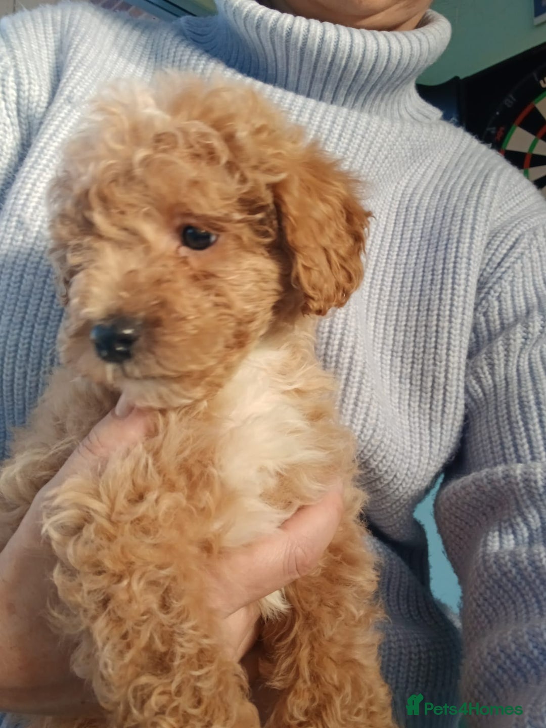 Goldendoodle dogs for sale: Mini Goldendoodle boy - Advert 3