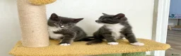 Mixed Breed cats for sale: Grey boy and girl ready for their forever homes - Advert 2