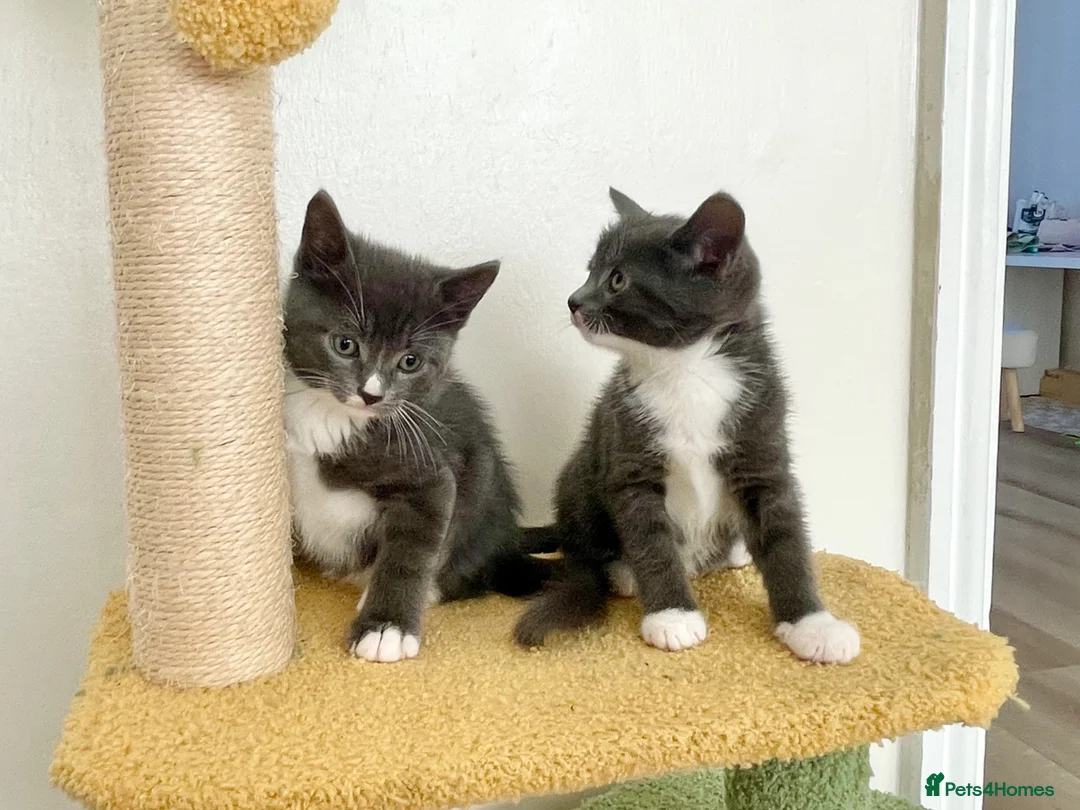 Mixed Breed cats for sale: Grey boy and girl ready for their forever homes - Advert 2