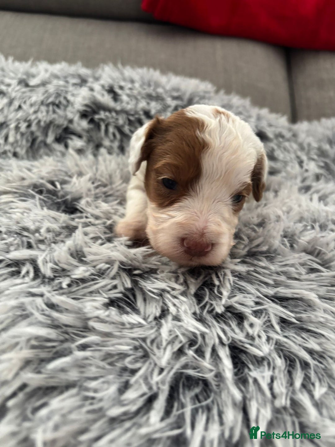 Cockapoo dogs for sale:   🐾 Cockapoo Puppies 🐶  - Image 13