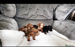 Miniature Dachshund dogs for sale: Miniature dachshund puppies  - Image 3