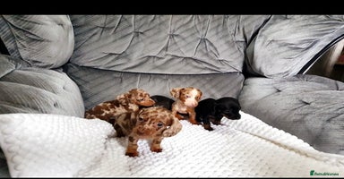 Miniature Dachshund dogs - Advert 7