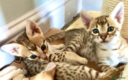 Savannah cats for sale: Beautiful full pedigree savannah kittens  - Image 24