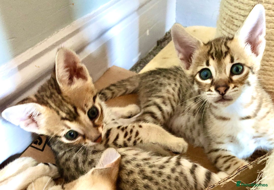 Savannah cats for sale: Beautiful full pedigree savannah kittens  - Image 24