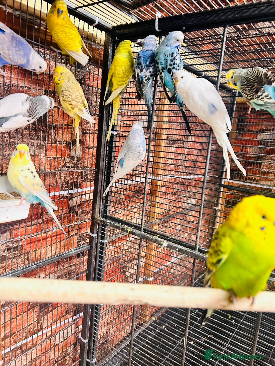 Budgerigars birds for sale: Stunning budgies for sale  - Advert 10