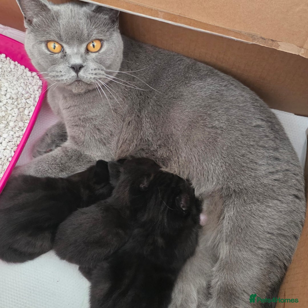 British Shorthair cats for sale: NICE BLACK KITTENS LOOKING FOR NEW HOME  - Image 14