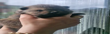 Pomeranian 3