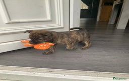 Mixed Breed dogs for sale: Mixed breed foster pup - Image 5