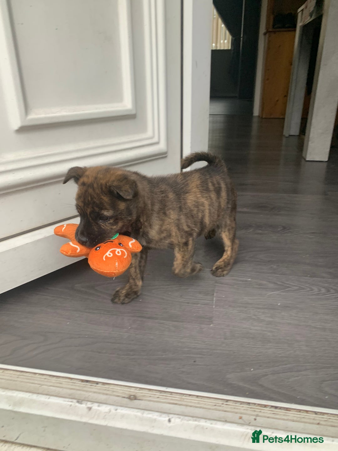 Mixed Breed dogs for sale: Mixed breed foster pup - Image 5