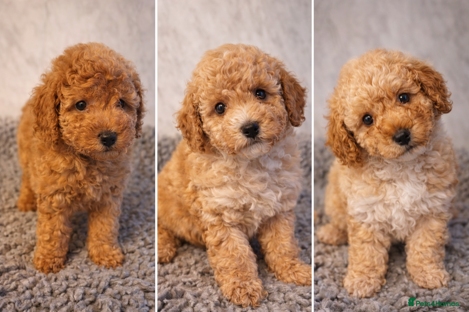 Toy Poodle dogs KC REGISTERED TOY POODLES - Advert 9