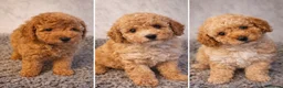 Toy Poodle dogs for sale: KC REGISTERED TOY POODLES - Advert 3