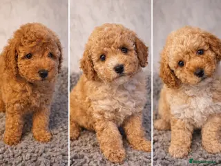 Toy Poodle dogs KC REGISTERED TOY POODLES - Advert 9