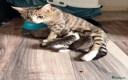 Mixed Breed cats for sale: 3 Mixed Tabby Kittens - Image 1