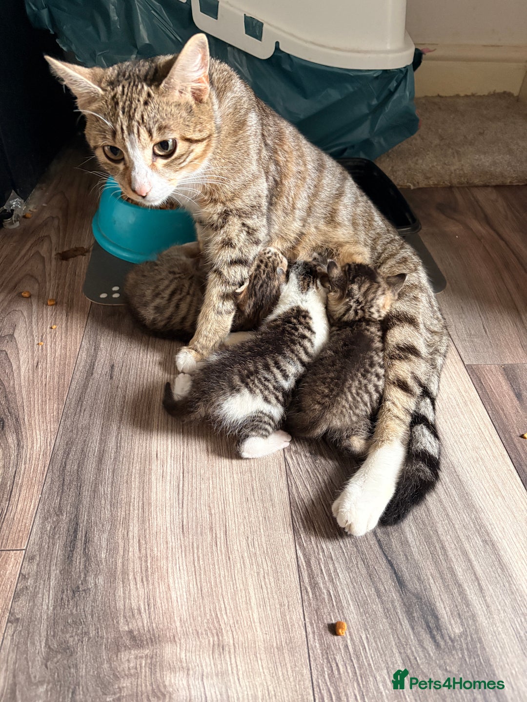 Mixed Breed cats for sale: 3 Mixed Tabby Kittens - Image 1