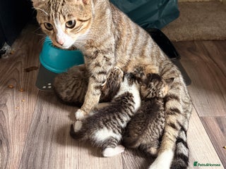 Mixed Breed cats - Advert 2