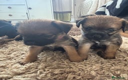 Border Terrier dogs for sale: Border terrier pups - Image 25